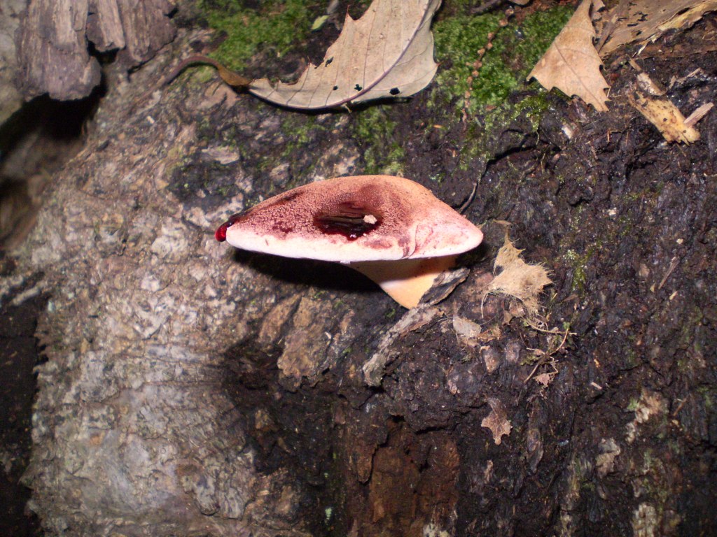 Fistulina hepatica?